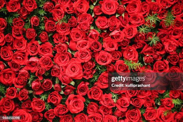 a bunch of roses as a bed - red rose pattern stock pictures, royalty-free photos & images