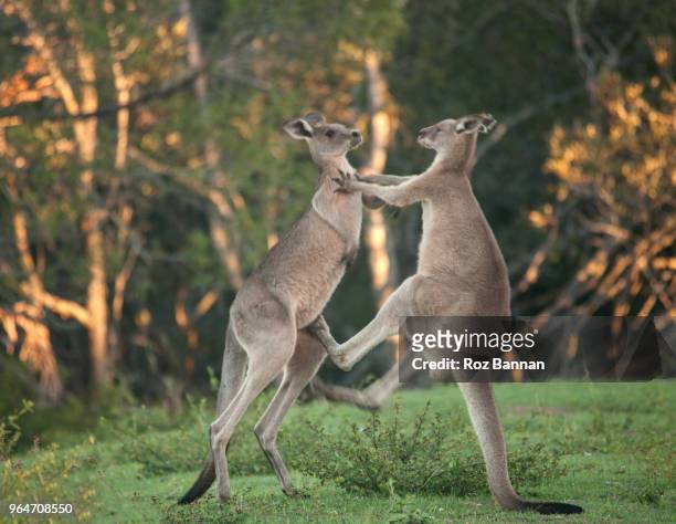 kangaroos living in the wild, yet close to suburbia in queensland australia - boxing kangaroo stock pictures, royalty-free photos & images