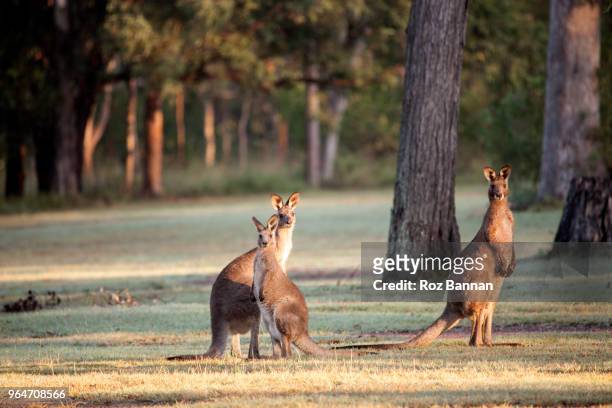 kangaroos living in the wild, yet close to suburbia in queensland australia - kangaroo on beach foto e immagini stock