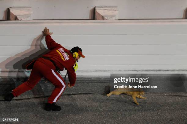 Safety worker chases after a cat on the track prior to the start of the Budweiser Shootout at Daytona International Speedway on February 6, 2010 in...