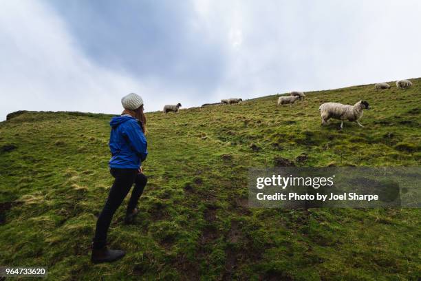 a woman on a grass hillside with sheep - blaue jacke stock-fotos und bilder