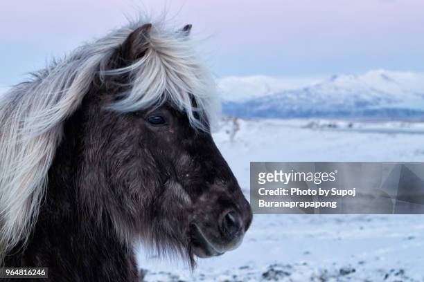 portrait of a beautiful icelandic horse in snowy grass field in winter - icelandic horse stock pictures, royalty-free photos & images