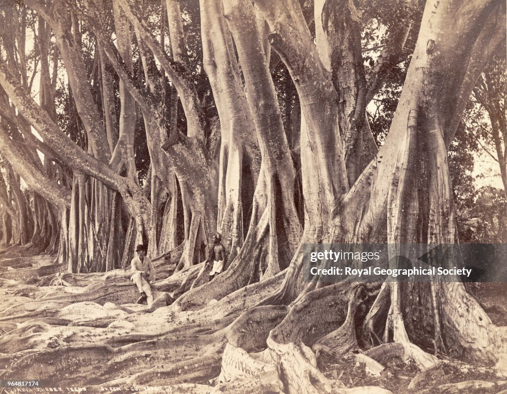 Rubber Trees, Ceylon