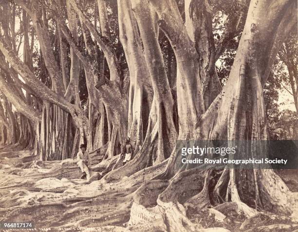 Rubber Trees, Ceylon, Image taken 1890-1899, Sri Lanka, 1880.