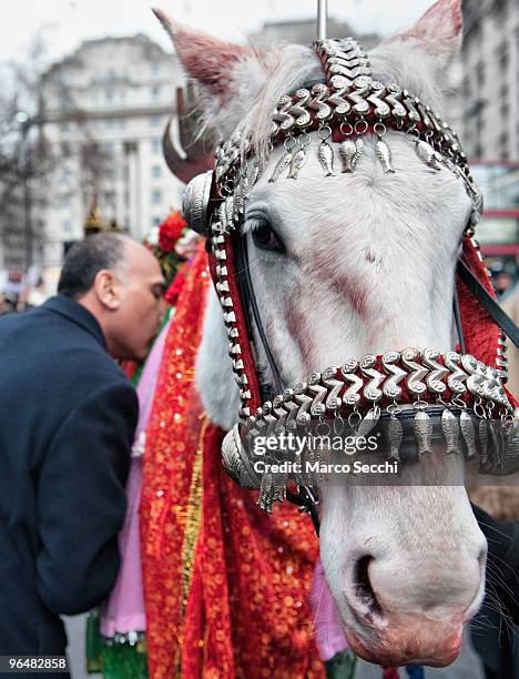 Shiite Muslim devotee pays respects to a horse representing Imam Husain horse Zuljina during the 29th Arbaeen Procession on February 7, 2010 in...