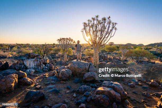 tourist looking at view at sunset at quivertree forest, namibia - quivertree forest stockfoto's en -beelden