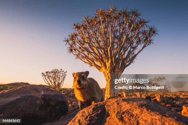 small cute hyrax in quivertree forest at sunset - quiver tree stock pictures, royalty-free photos & images