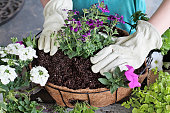 Tutorial on how to plant a hanging basket