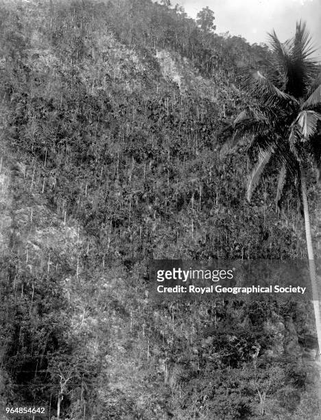 Precipitous mountainside, These mountains are on the banks of the Rio Cobre, Jamaica, 1908.