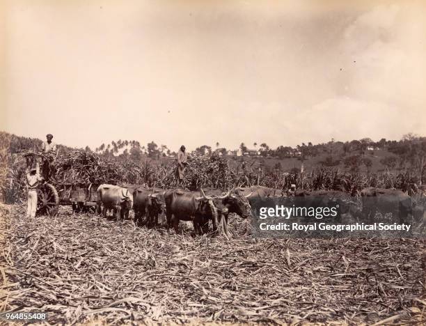 Taking the cane crop at Orange Valley Estate - Saint Ann, Jamaica, 1891.
