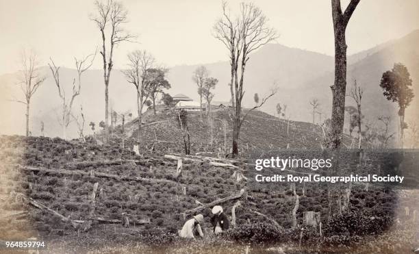 Workers on a tea plantation littered with dead trees and stumps in Darjeeling , This photograph shows a European in a pith helmet and an Indian...