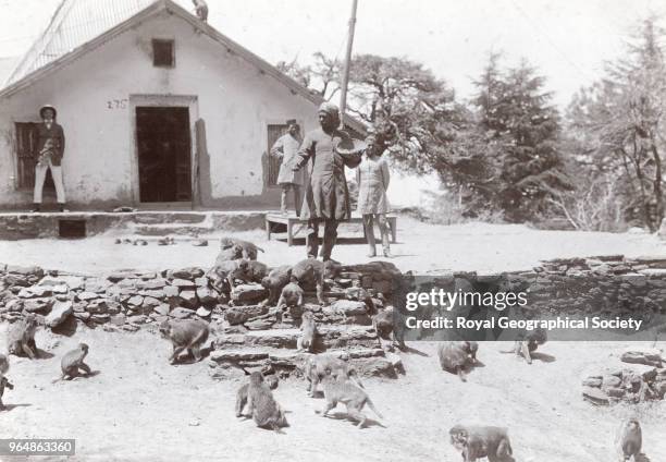 Monkey farm at Simla, India, 1919.