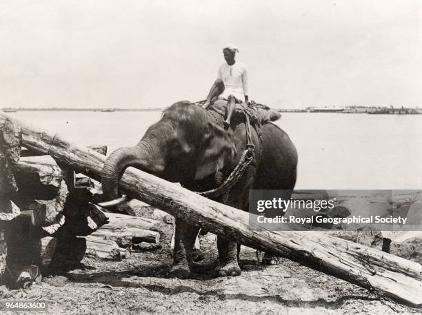 Elephant carrying timber in Rajasthan, India, 1880.