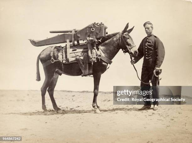 Soilder of the Indian Army with a mule loaded with pieces of gun carriage in Assam, India, 1860.