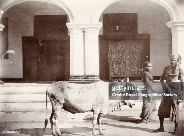 Bull at Negombo - Ceylon, Sri Lanka, 1903.