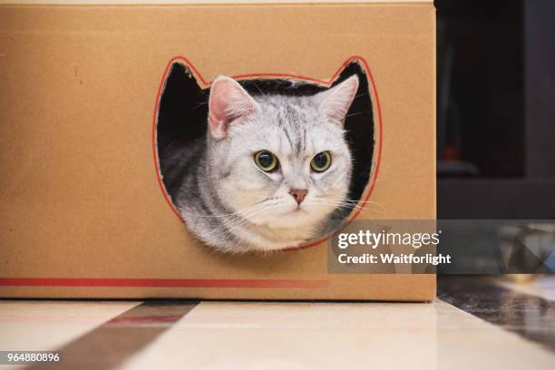 cat in paper box - cat box foto e immagini stock