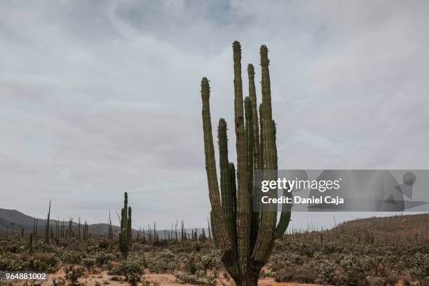 kaktuslandschaft in mexiko - deserto de catavina imagens e fotografias de stock