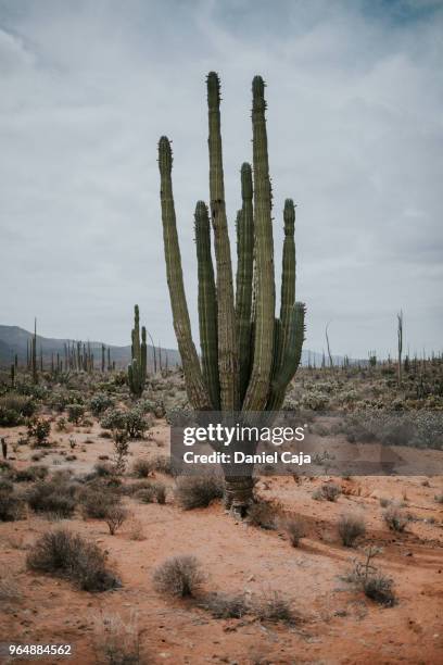 kaktuslandschaft in mexiko - deserto de catavina imagens e fotografias de stock