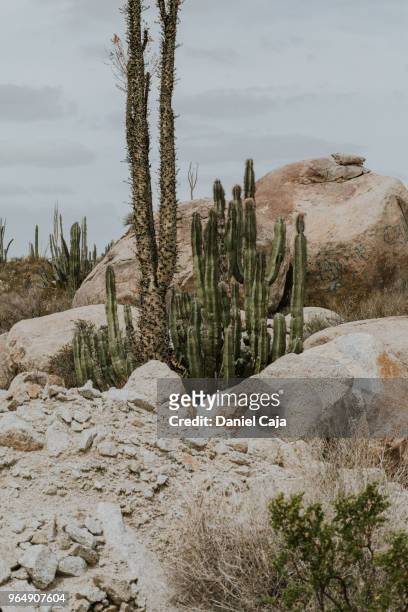 kaktuslandschaft in mexiko - mexiko - fotografias e filmes do acervo