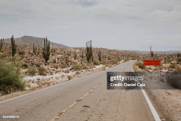 kaktuslandschaft in mexiko - mexiko stockfoto's en -beelden