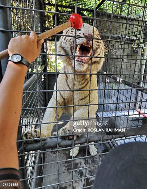 White Tiger takes instruction from a zoo keeper during an enrichment session at the Singapore zoological garden on February 8, 2010. For the first...