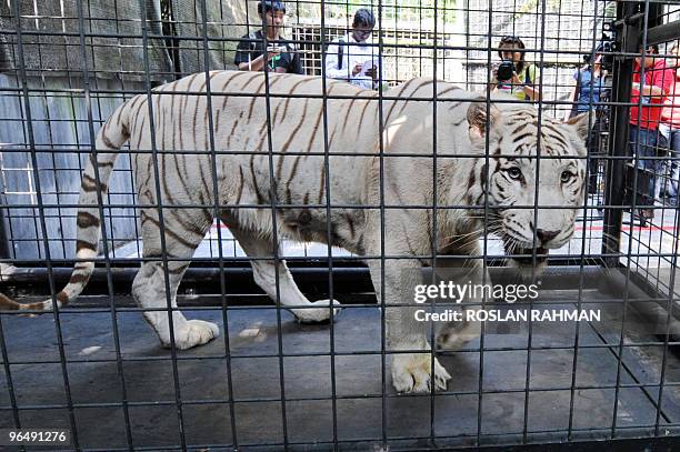 White tiger stands in its cage during an enrichment session at the Singapore zoological garden on February 8, 2010. For the first time to mark the...