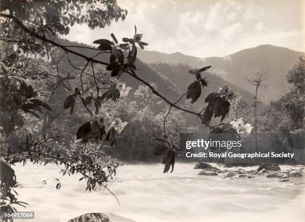 Rhododendron Nuttallii in the Adung valley, Burma, Myanmar, 1930.