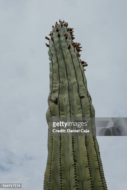 kaktuslandschaft in mexiko - mexiko stockfoto's en -beelden