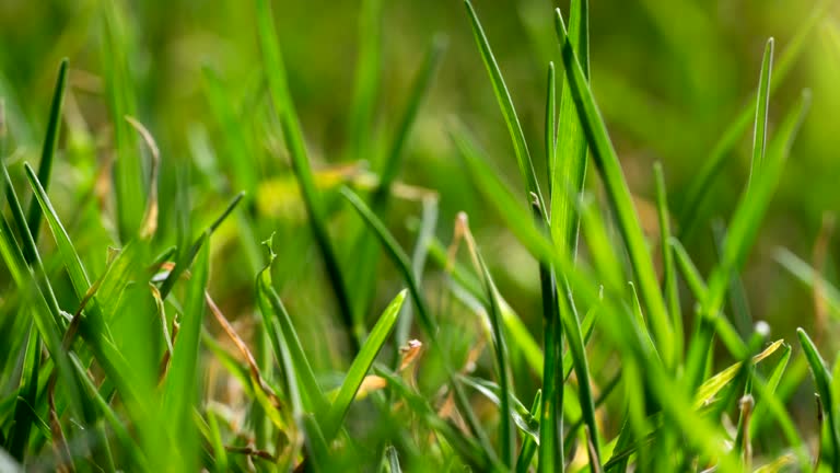https://media.gettyimages.com/id/964919504/video/bermuda-grass-growing-macro-time-lapse.jpg?b=1&s=640x640&k=20&c=T3TlHry2bNHQMn3py6D_J1P9vu-_P_kpYAZSX6Us-90=