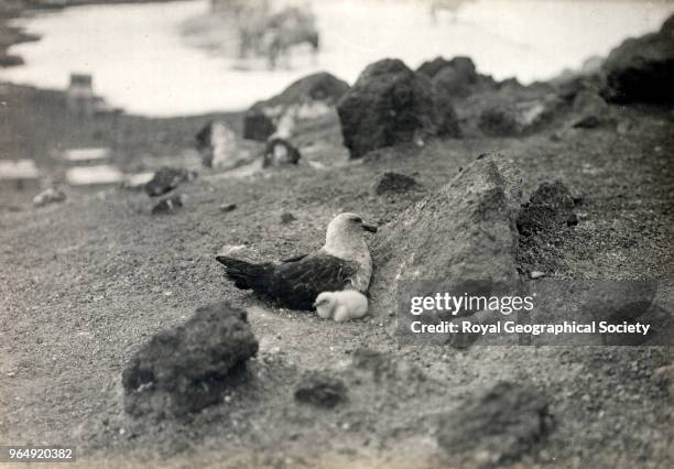 Skua and chick, a few days old, Antarctica, 6th January 1911. British Antarctic Expedition 1910-1913.