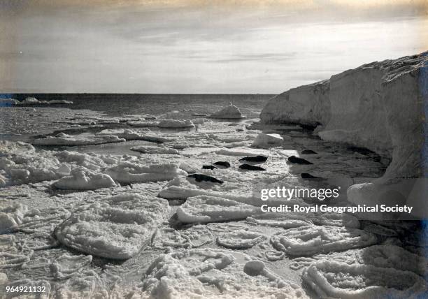 Seals basking on new floe off Cape Evans, Antarctica, 7th March 1911. British Antarctic Expedition 1910-1913.