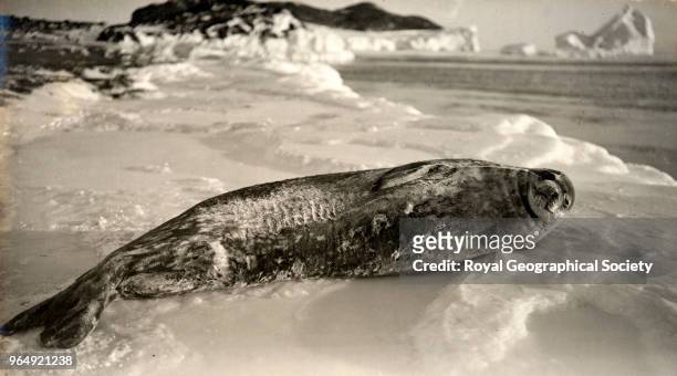 Weddell Seal, Cape Evans, Antarctica, 15th March 1911. British Antarctic Expedition 1910-1913.