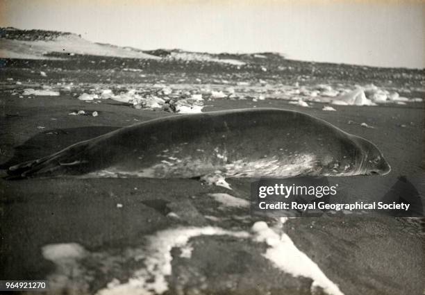 Weddell Seal, Cape Evans, Antarctica, 15th March 1911. British Antarctic Expedition 1910-1913.