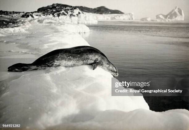 Weddell Seal diving off the ice, Cape Evans, Antarctica, 15th March 1911. British Antarctic Expedition 1910-1913.