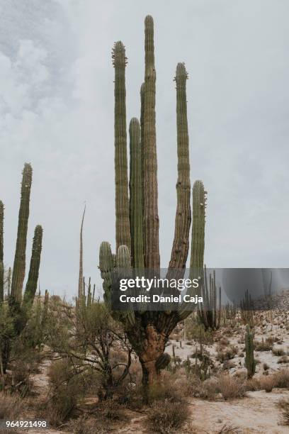 kaktuslandschaft in mexiko - mexiko stockfoto's en -beelden