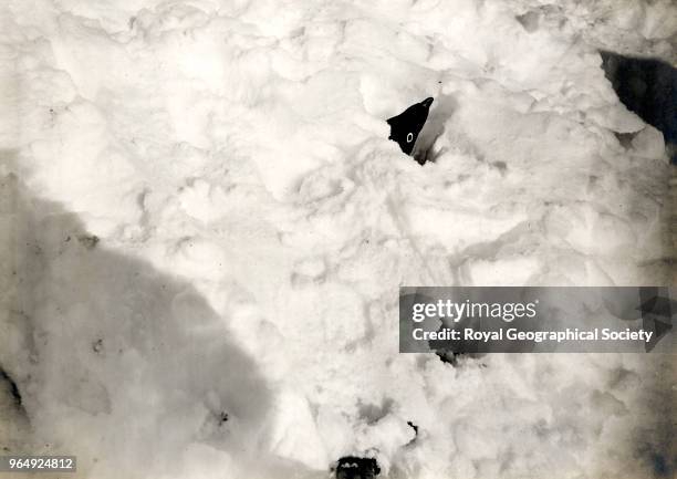 Sitting penguin snowed up - only head and tail showing, Antarctica, 8th December 1911. British Antarctic Expedition 1910-1913.