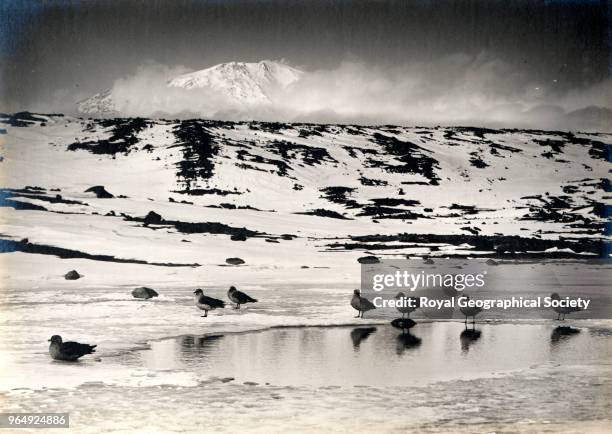 Gulls by hole in Skua Lake and Mount Erebus, Antarctica, 19th December 1911. British Antarctic Expedition 1910-1913.