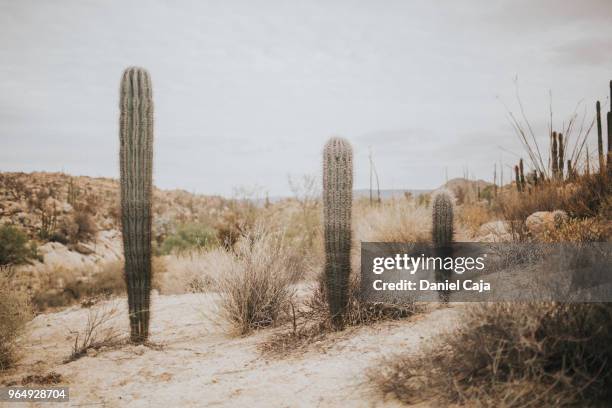 kaktuslandschaft in mexiko - mexiko stockfoto's en -beelden