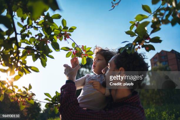 vader helpen dochter reach fruit - cherries stockfoto's en -beelden