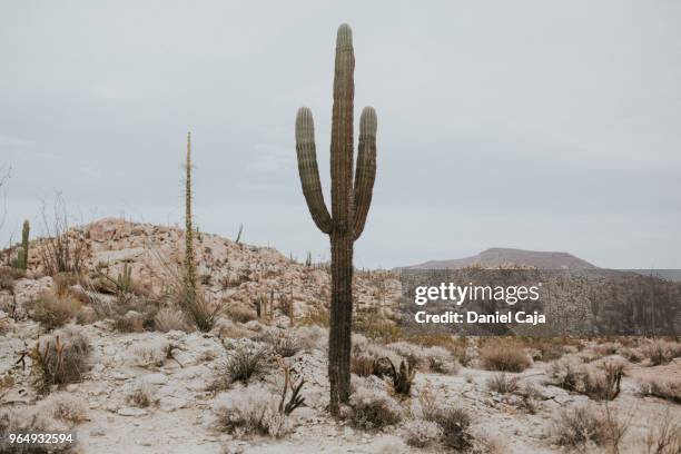 kaktuslandschaft in mexiko - baja california photos et images de collection