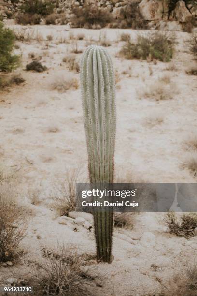 kaktuslandschaft in mexiko - cactus cardon photos et images de collection