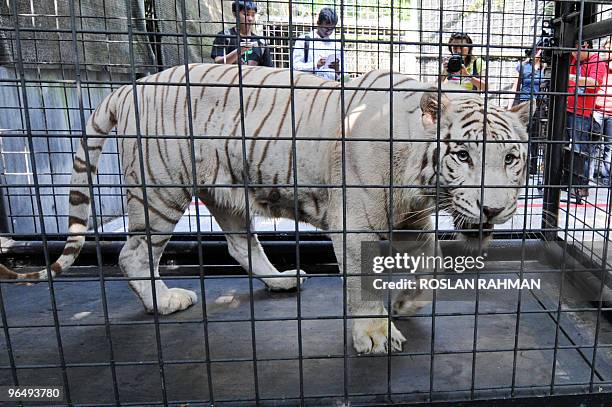 White Tiger stands in its cage during an enrichment session at the Singapore zoological garden on February 8, 2010. For the first time to mark the...