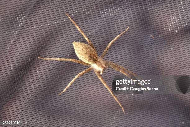 close-up of a poisonous brown recluse spider (loxosceles reclusa) - brown recluse spider imagens e fotografias de stock