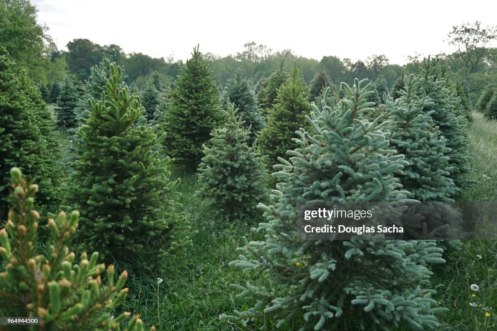 Christmas Tree Farm