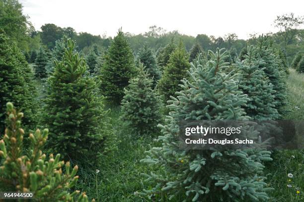 christmas tree farm - evergreen forest stock pictures, royalty-free photos & images