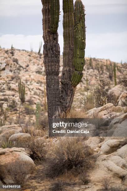 kaktuslandschaft in mexiko - mexiko stockfoto's en -beelden