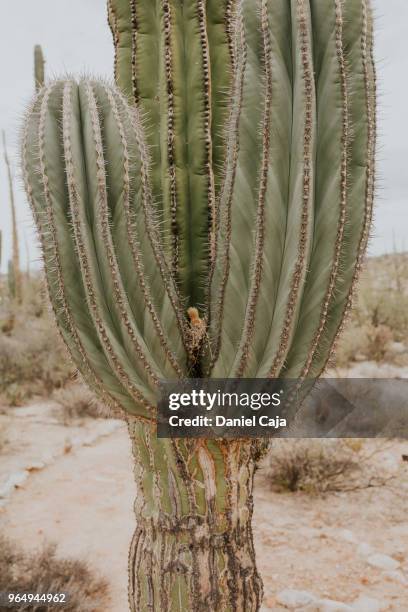 kaktuslandschaft in mexiko - cactus cardon photos et images de collection