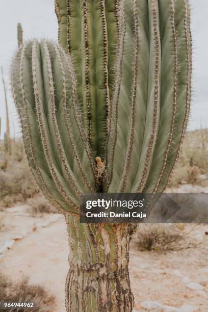 kaktuslandschaft in mexiko - deserto de catavina imagens e fotografias de stock