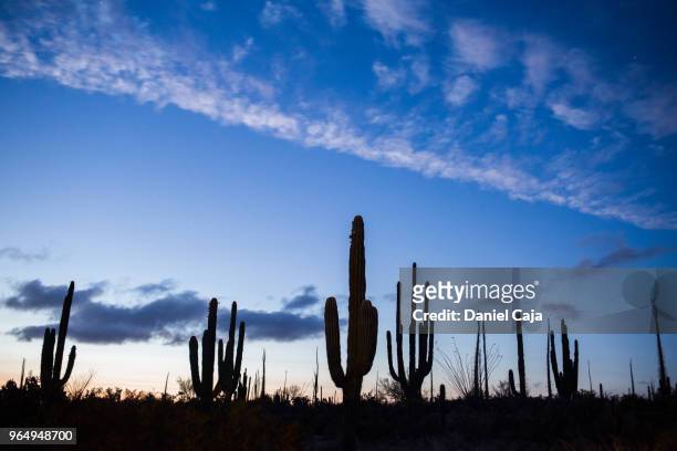 kaktuslandschaft in mexiko - baja california norte stock pictures, royalty-free photos & images