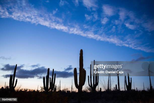 kaktuslandschaft in mexiko - deserto de catavina imagens e fotografias de stock